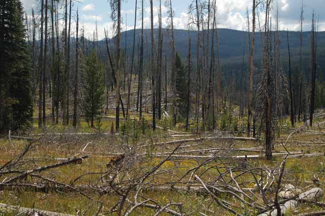 fire damage on Grassy Lake Road